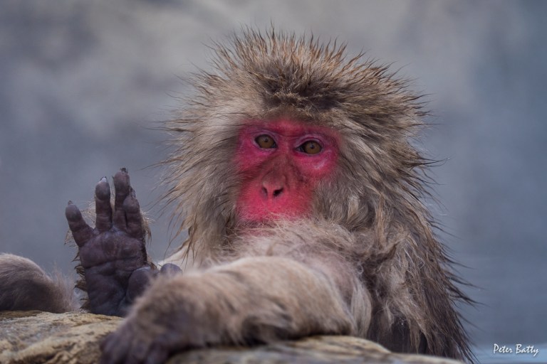 Hello snow monkey!