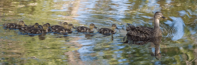 Ducks (640px, 30fps)