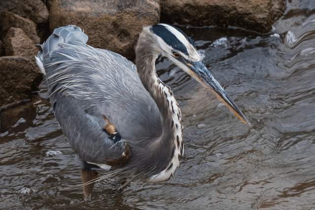 Heron (640px, 30fps)