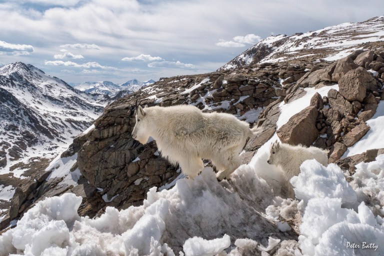Mountain goats on Mount Evans