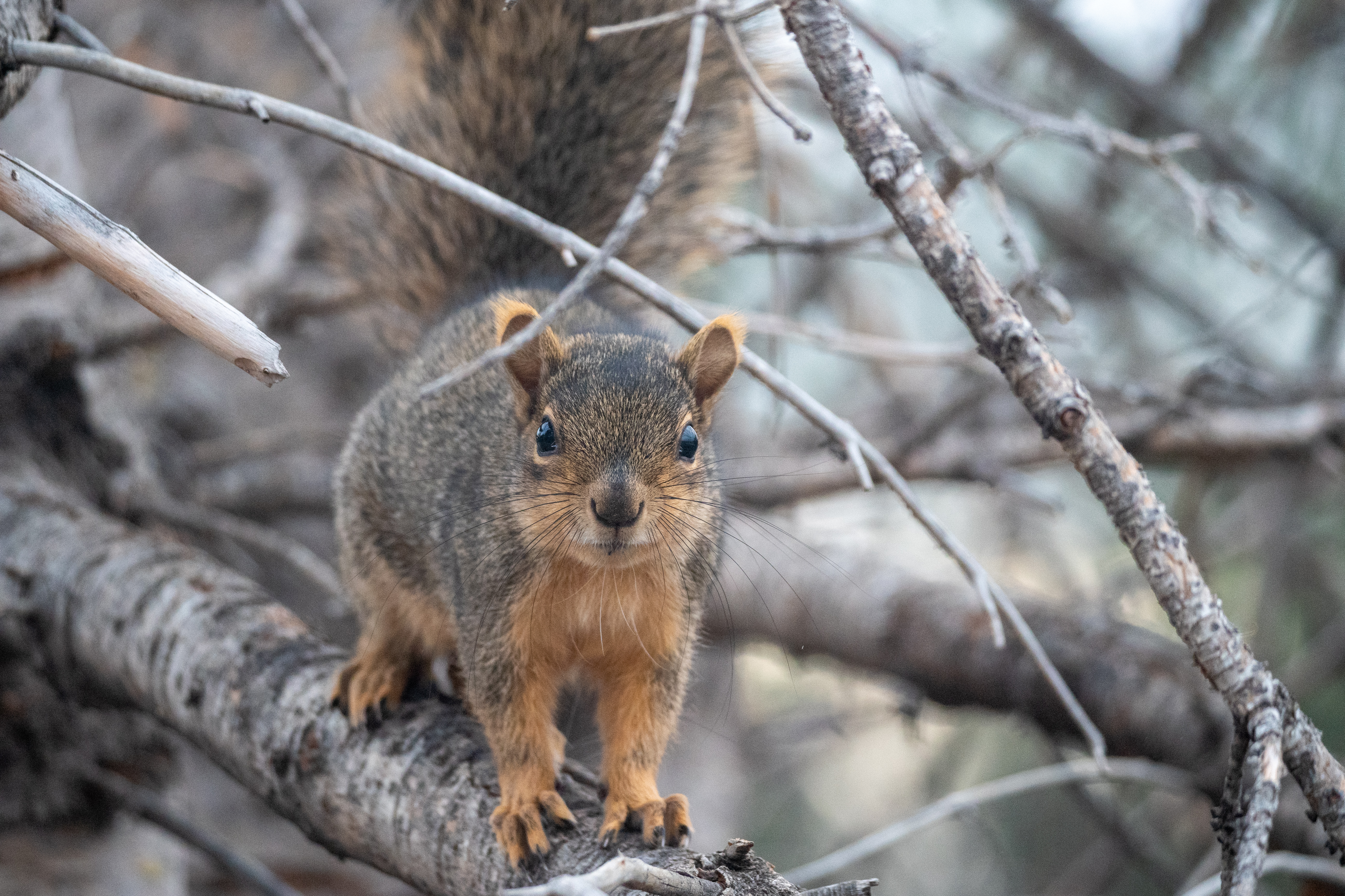 Animal detect autofocus on Lumix G9 – first impressions – small world ...